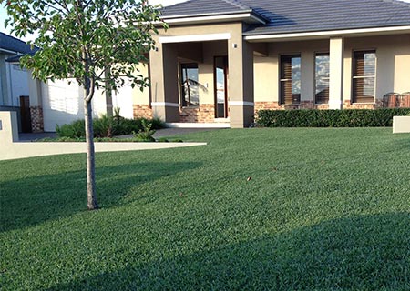What Makes Buffalo Turf Sir Walter the Best Choice for Your Lawn?
